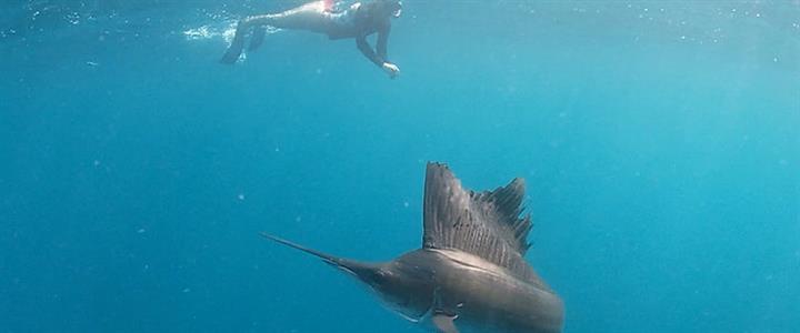 Sailfish Snorkel Tours